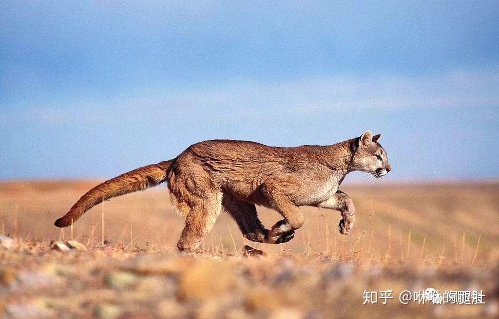 新概念3 lesson1——A Puma at large - 知乎