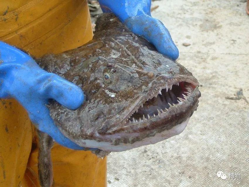 咬住雌鱼的雄鮟鱇逐渐长在了它身上