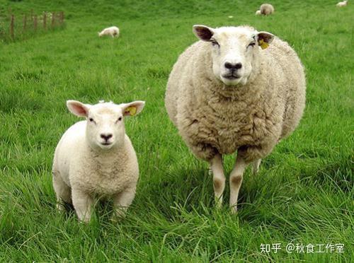 啥是红羊劫年 v2-5dc6a4564106c40f612015773dde2b86_r.jpg