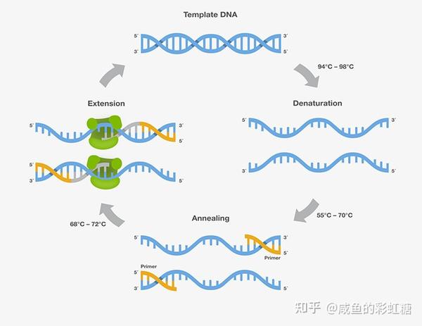 【分子生物学】DNA操作技术汇总 - 知乎