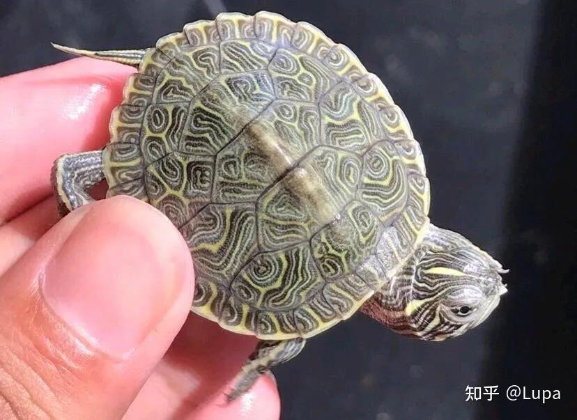 按价格排序常见观赏龟类推荐（水龟篇） - 知乎