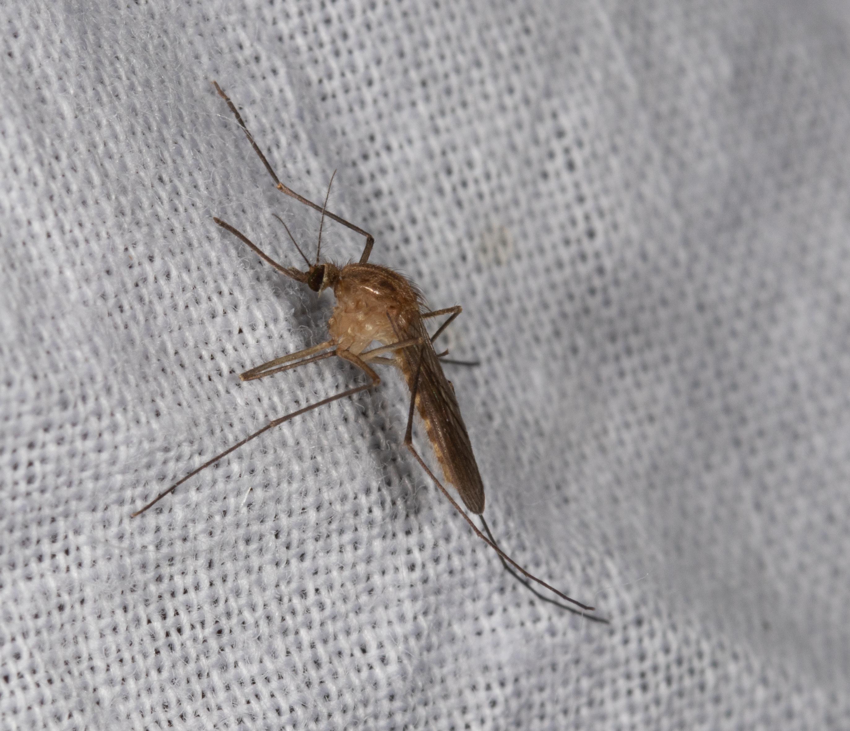 北京市蚊虫的种类