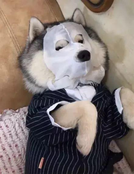 二哈敷面膜坐豪车活像个大佬回到农村后绷不住了