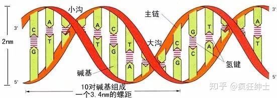 dna双螺旋结构,两条链之间靠氢键实现碱基配对,双螺旋dna是有沟的.