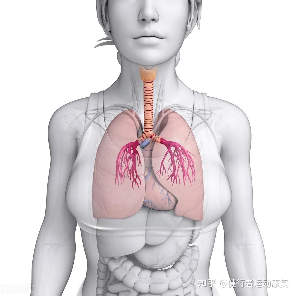 胸式呼吸和腹式呼吸有什麼區別教你改善呼吸神清氣爽