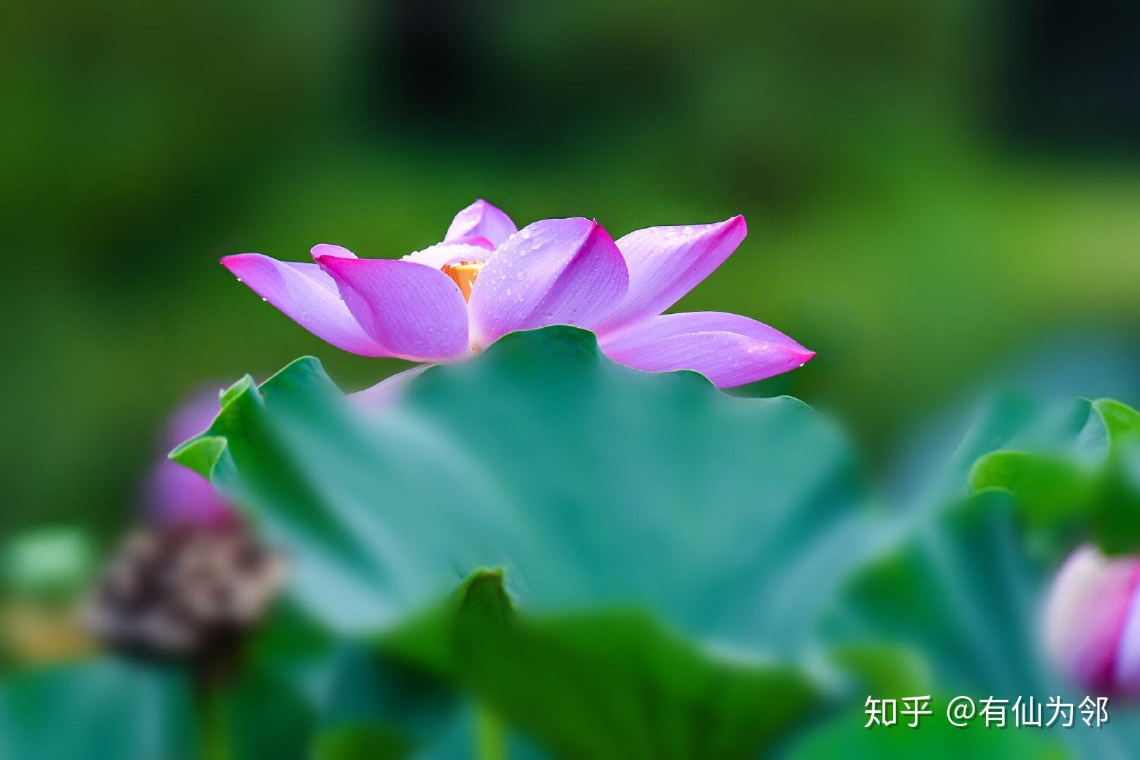 今日白露 - 知乎