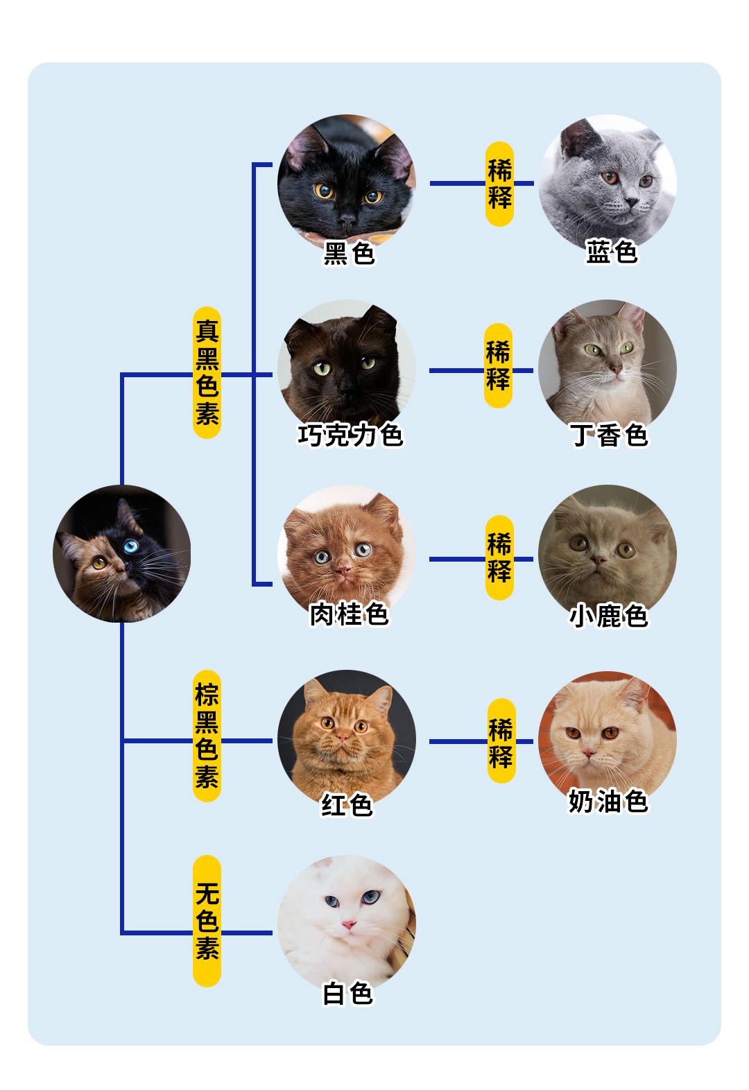 啥我竟然養了一隻紅毛貓能搞清楚你家貓毛顏色的才是真學霸