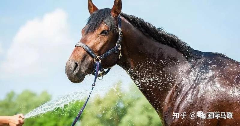 純種馬代理商為育種者及馬主找尋馬匹,他們根據千載買家的需求,尋找