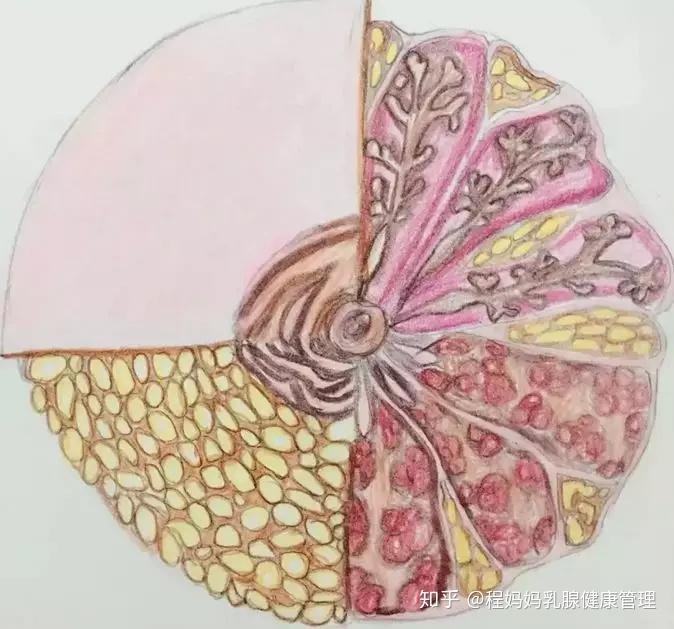 从内部结构上:由乳腺组织,脂肪组织,悬吊韧带,纤维组织和血管,淋巴管