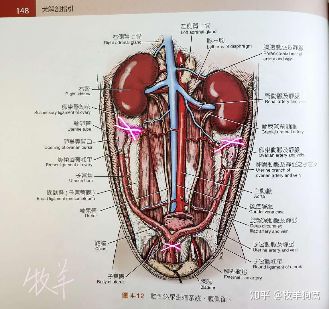 犬腹腔内脏图图片