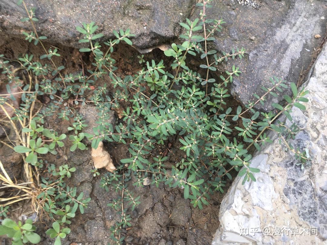 地锦和斑地锦,2种叫“血见愁”的植物,有啥区别? - 知乎