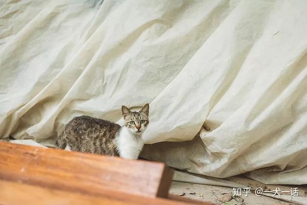 オセアニアビデオ特権猫捕獲法律 Guoya Jp