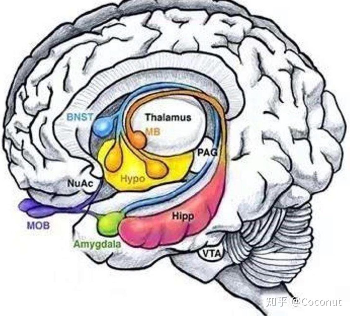自闭症儿童的思维和普通孩子有什么根本性的差异