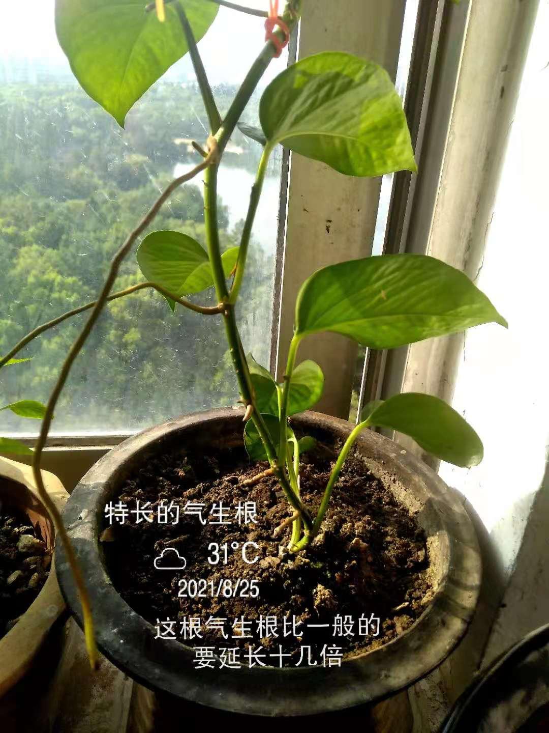 绿萝的种植过程简单图片