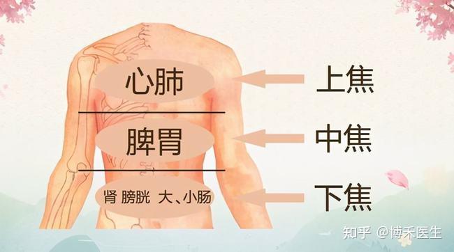 肚脐神阙在什么位置？作用有哪些？ - 知乎