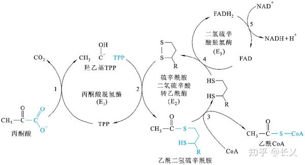 糖酵解 - 知乎