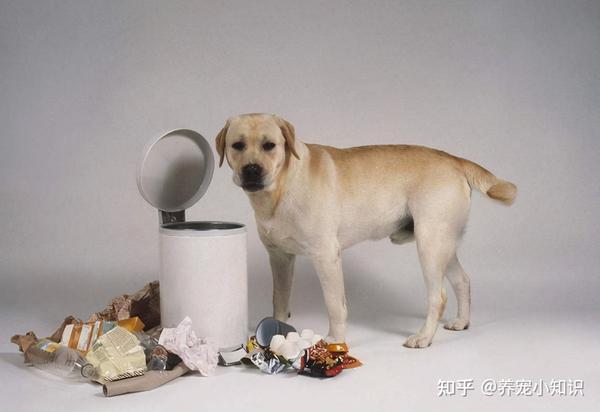 拉布拉多爱翻垃圾桶 你可别怪它 先自己反省一下 知乎
