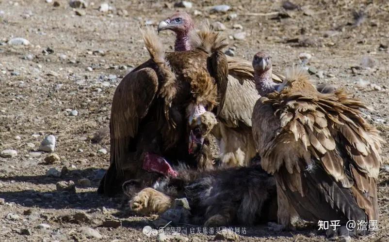 人间真实九让人迷惑的丧葬文化你家坟头草应该有多高是有规定的