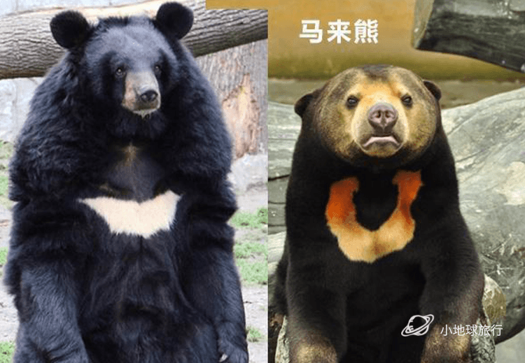 被评为世界上最不可爱的熊论马来熊的心理阴影sunbear马来西亚小众