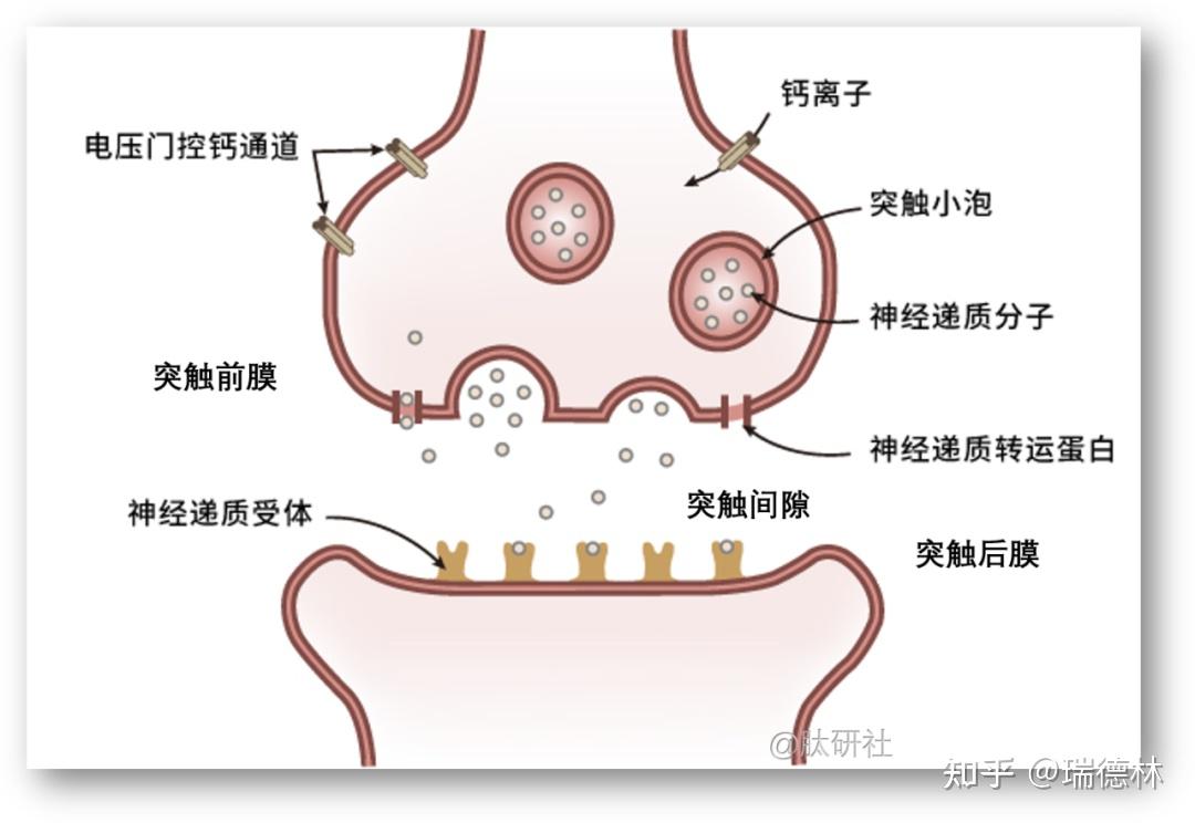 终板膜图片