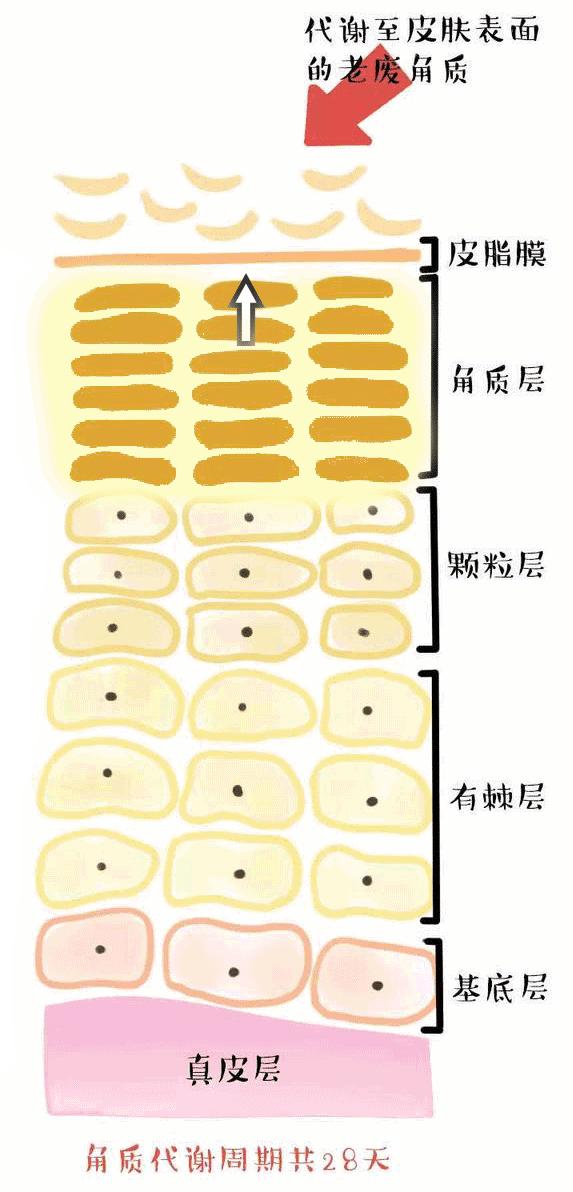 【吉光宇科普】关于皮肤屏障功能 - 知乎