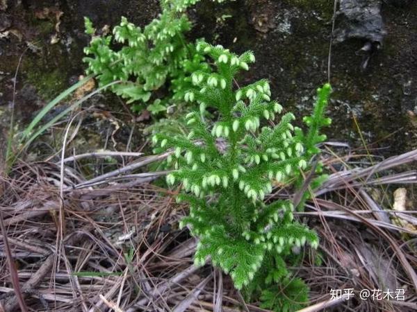 蕨类植物|石松的鉴赏与养护 - 知乎