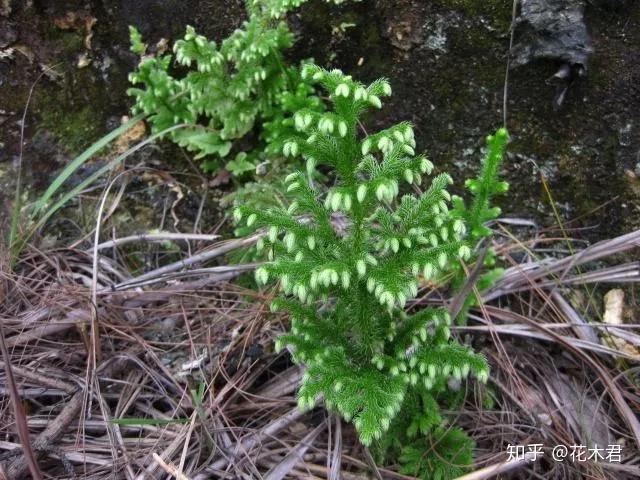 蕨类植物石松的鉴赏与养护