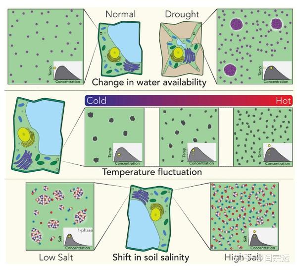 Developmental Cell|综述——相分离在植物中新的作用 - 知乎