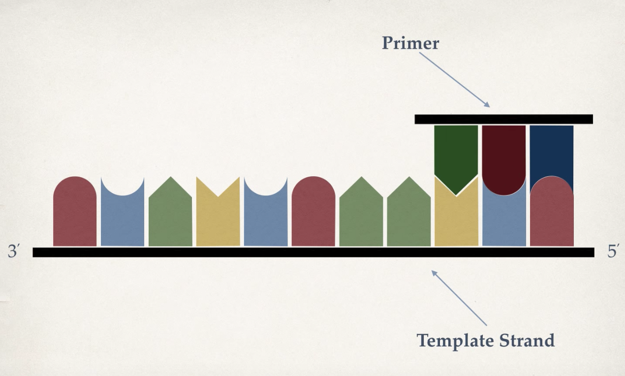 template strand图片