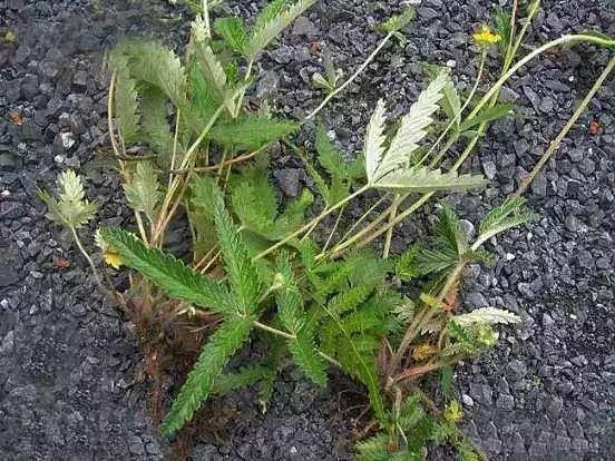 四川常用中草药十一