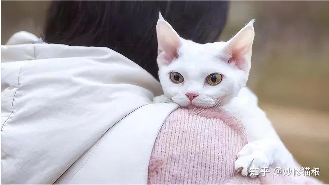 纯种的德文卷毛猫有哪些特征?看这4点,就够了 - 知乎