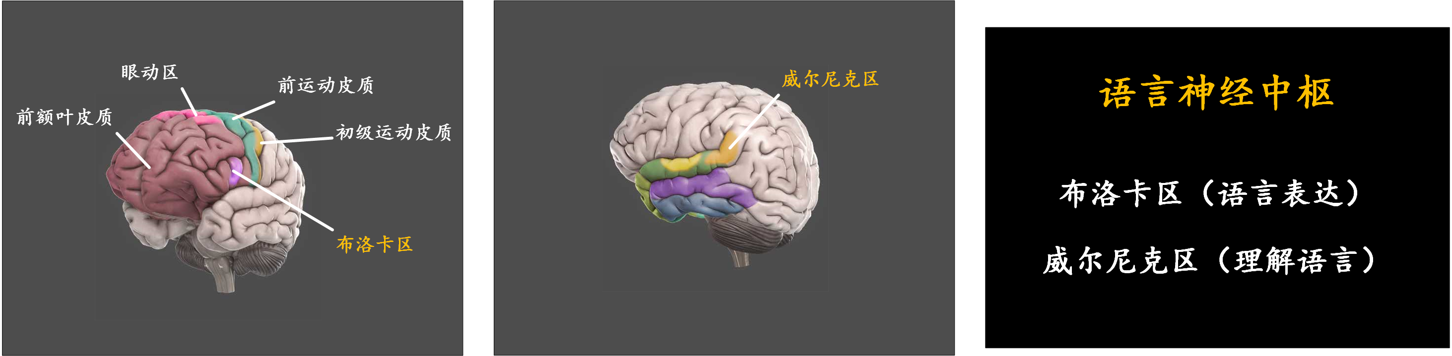 脑科学：现代人的一门重要必修课 - 知乎