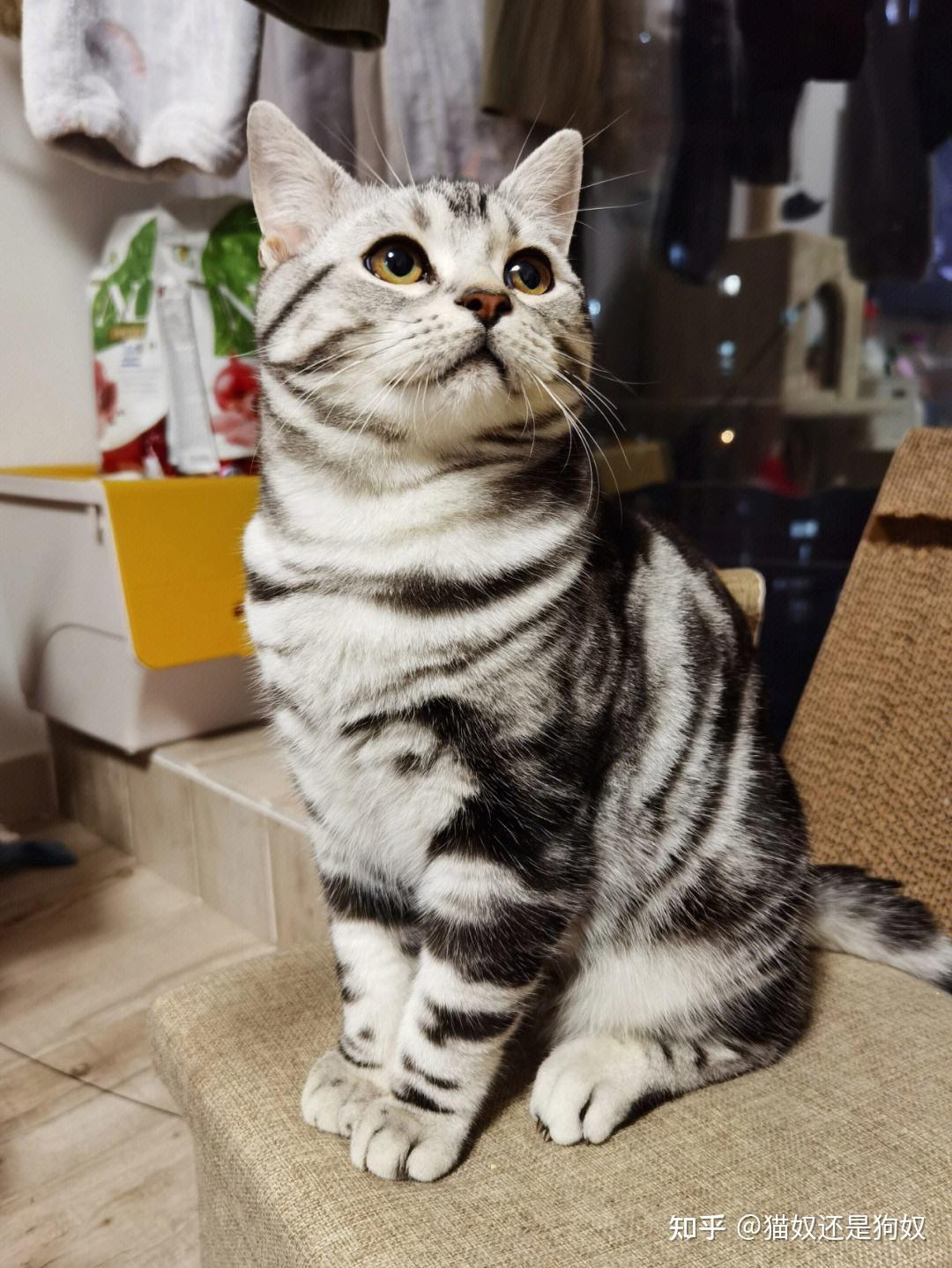 不易生病毛发颜色:银色虎斑,加白,起司,棕色虎斑,凯米尔色,金色虎斑