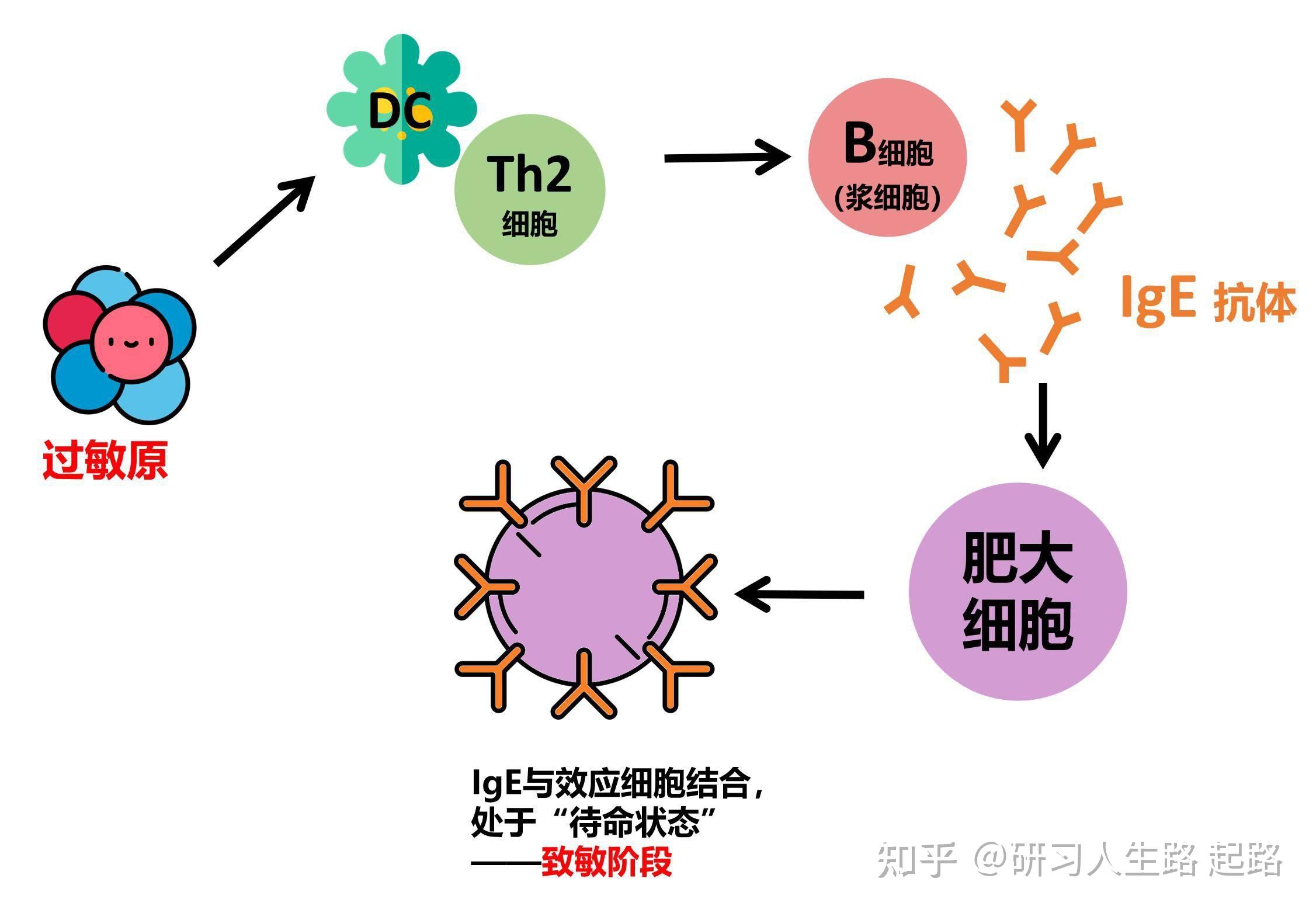 t细胞动画图片