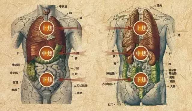 三焦经--女人的美容经! - 知乎