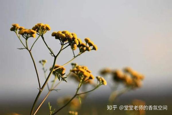备考ifa 七周学会68种芳香植物拉丁文名 二 知乎