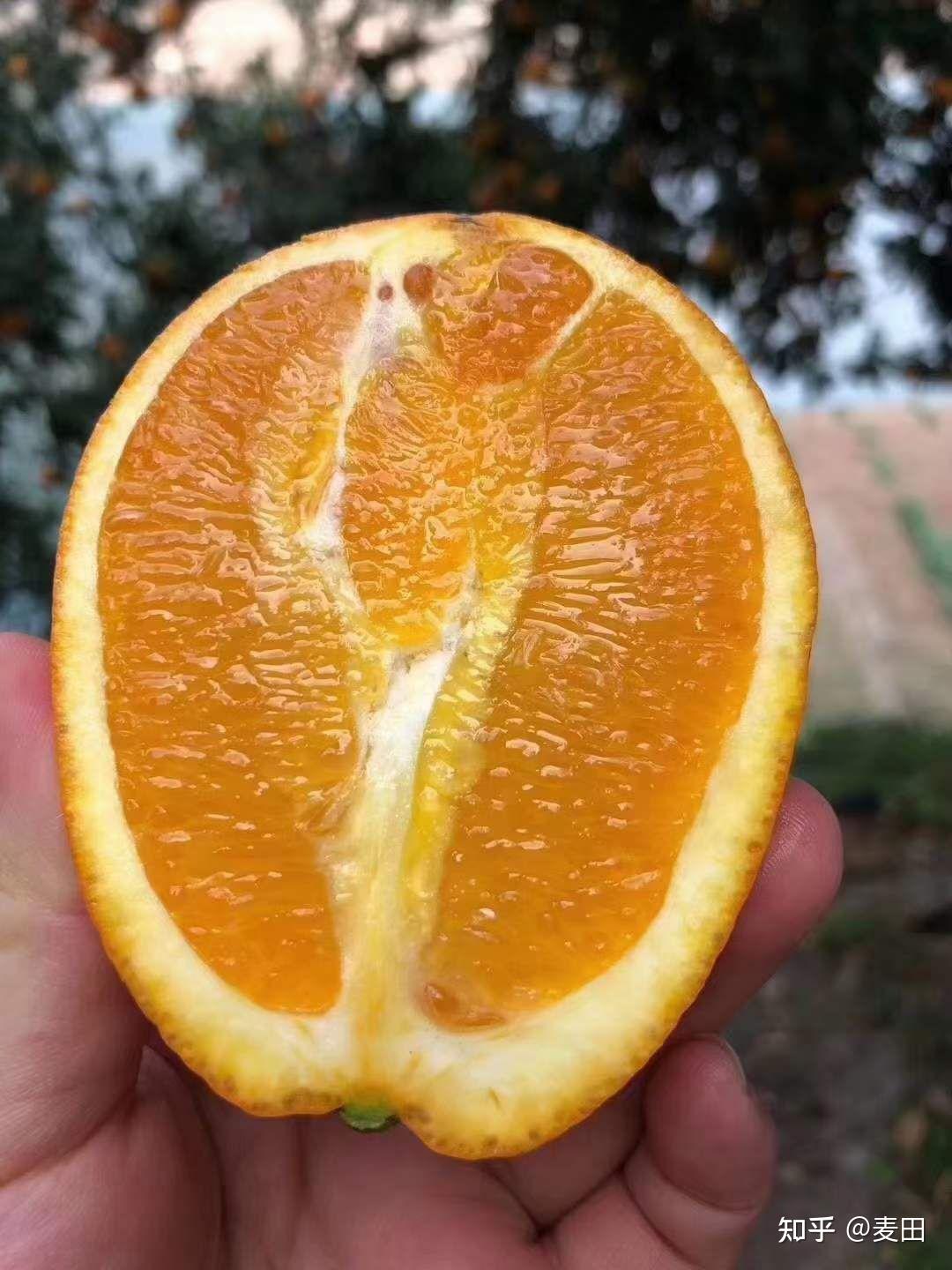 每天现摘现发,绝对新鲜哦,反馈也是极好的大家放心入手,今日主推:鹅蛋