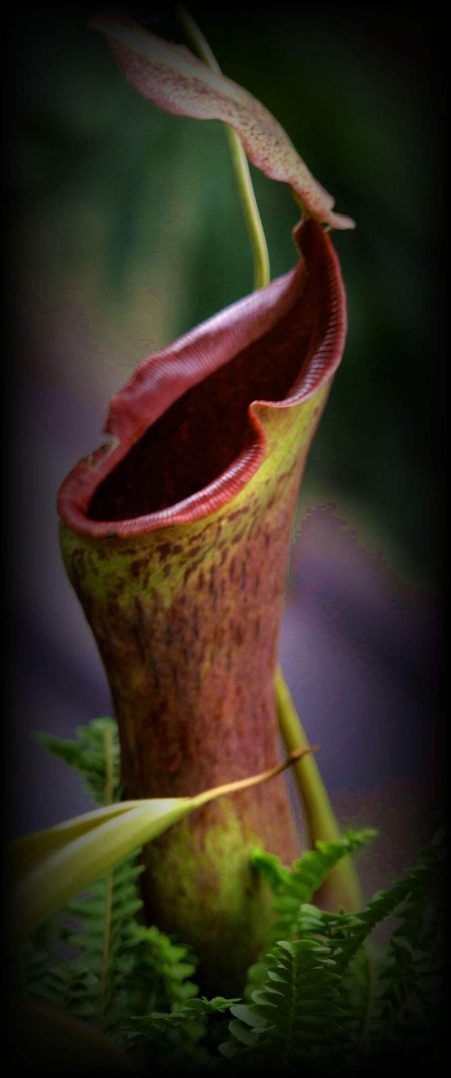 食虫草droseraindical