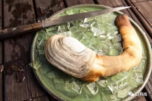 海松贝 挖掘技术哪家强 也许不用找蓝翔 知乎