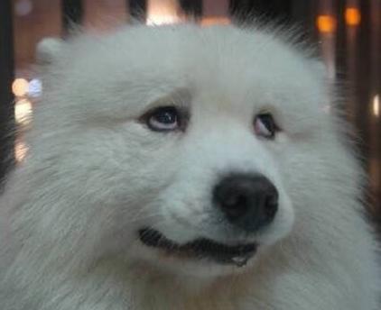 如何看待杨洋在戛纳电影节被认成井柏然?