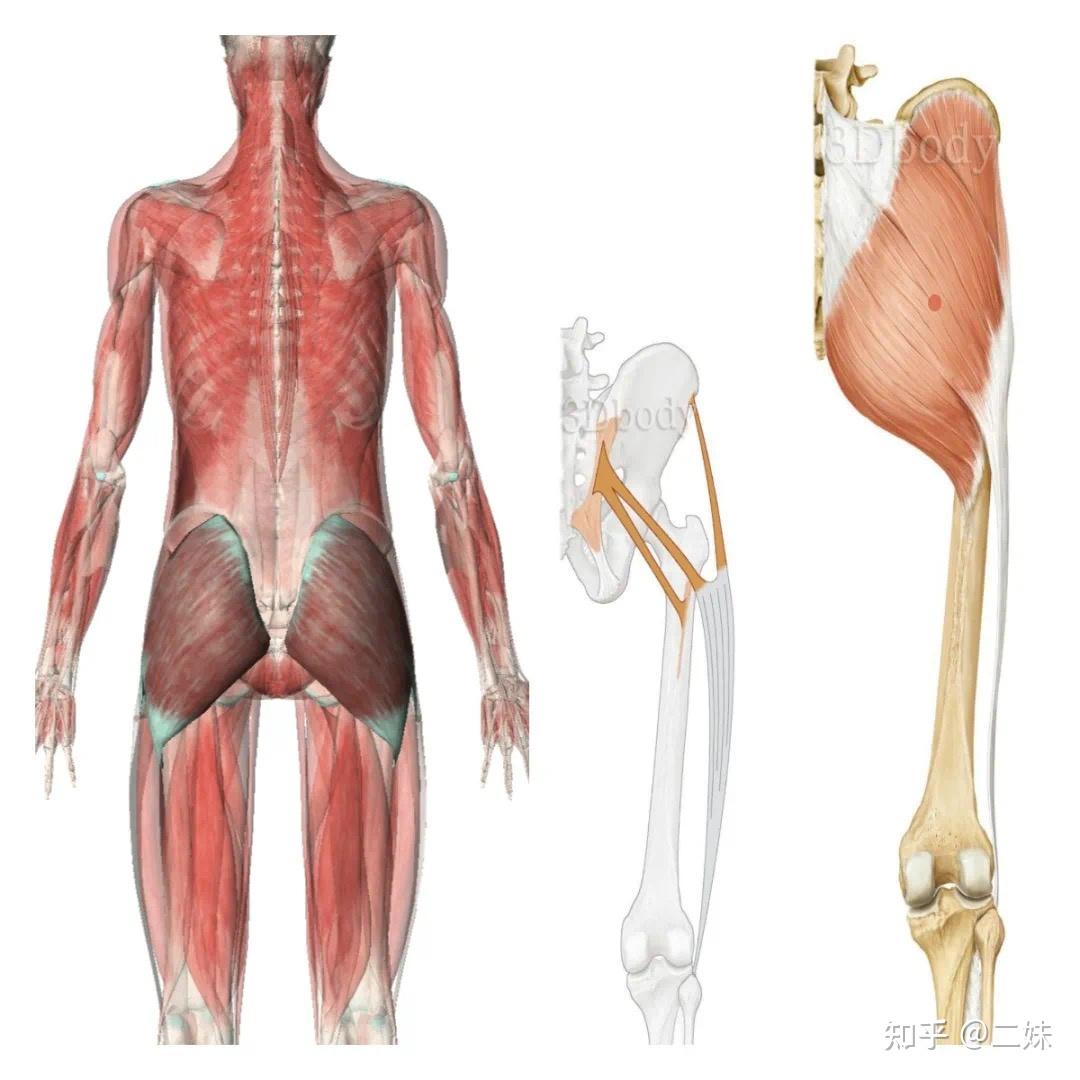 一天一点解剖学人体下肢肌群髋肌后群