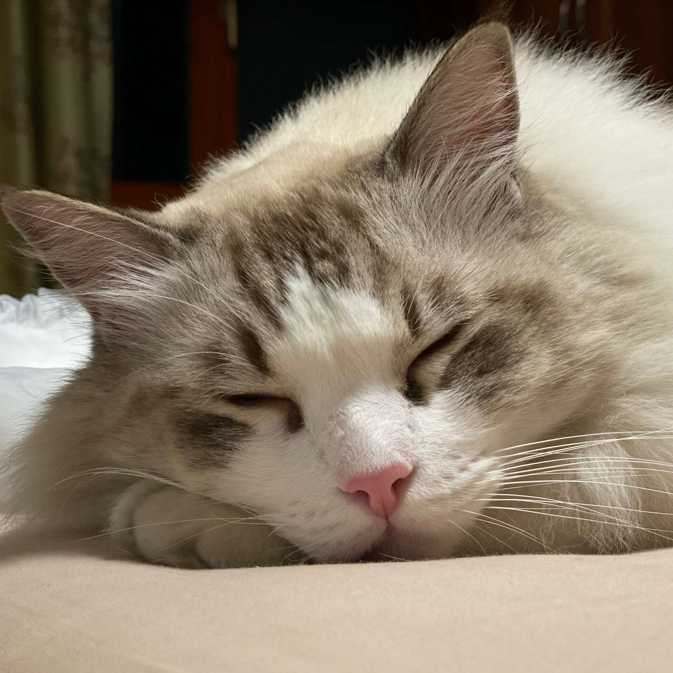北纬43度的猫