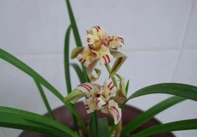 曾经几十万一苗的四川兰花天彭牡丹为啥现在十几元一苗