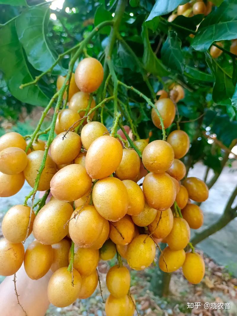 营养师的黄皮果笔记-黄皮果孕期也能放心吃！黄皮果的营养与安全 - 知乎