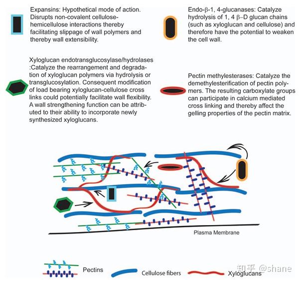 植物抵抗酸性土壤铝毒害的分子基础