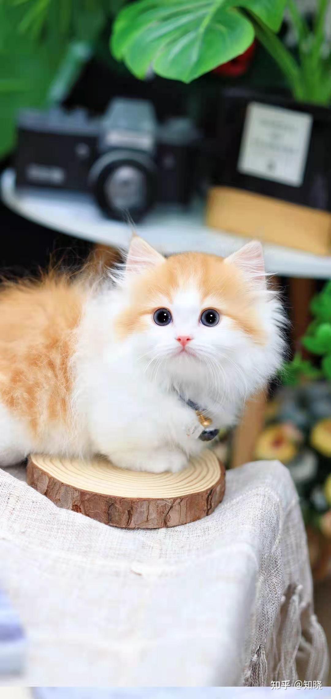 拿破仑猫的价格?