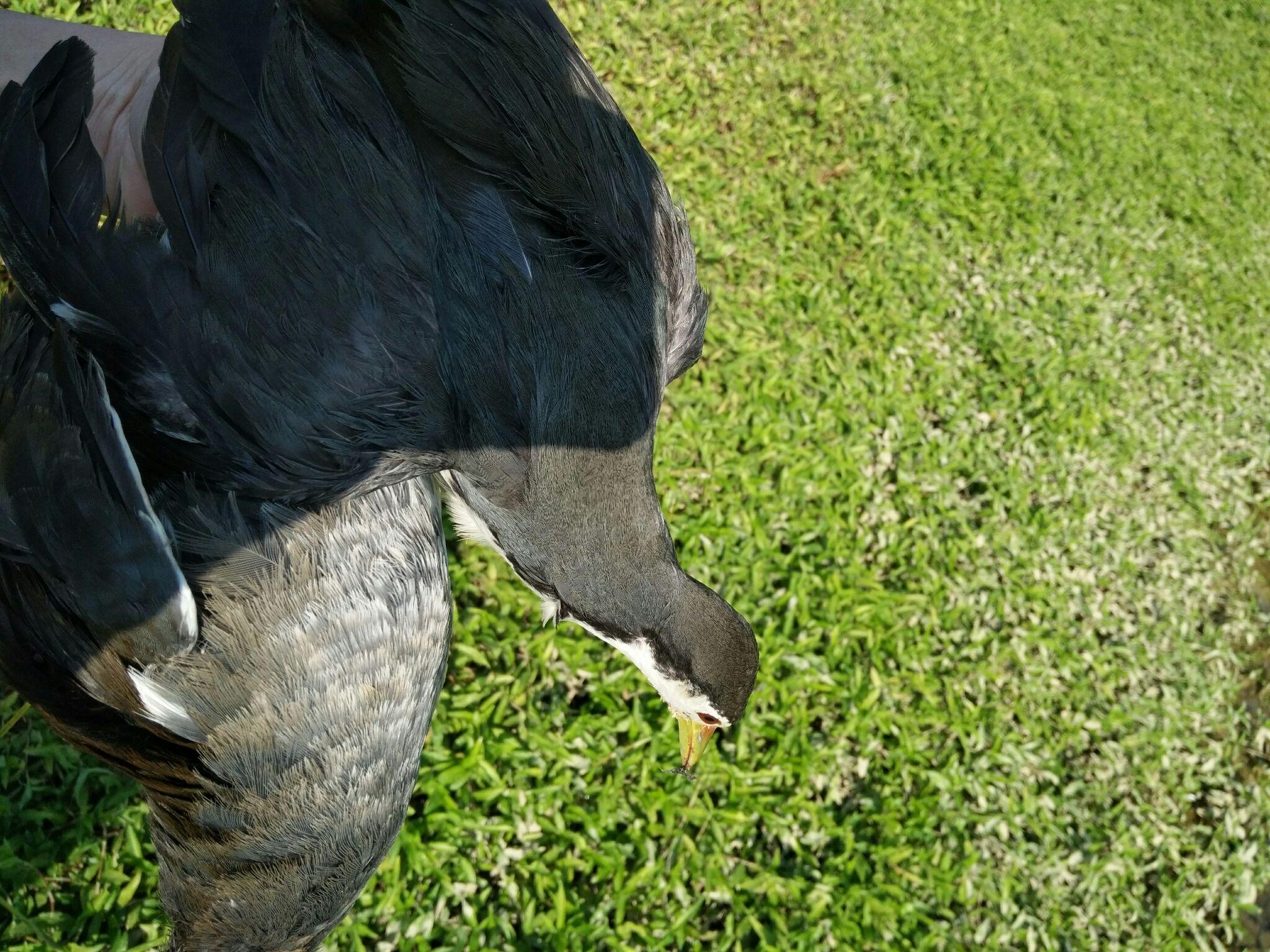 如何快速抓白面水鸡