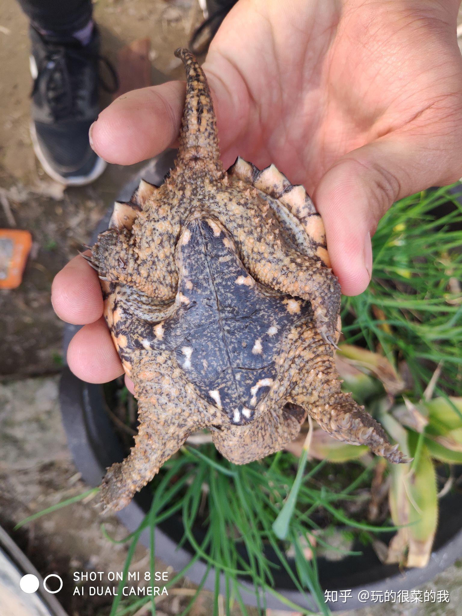 杂佛公母求助 - 知乎