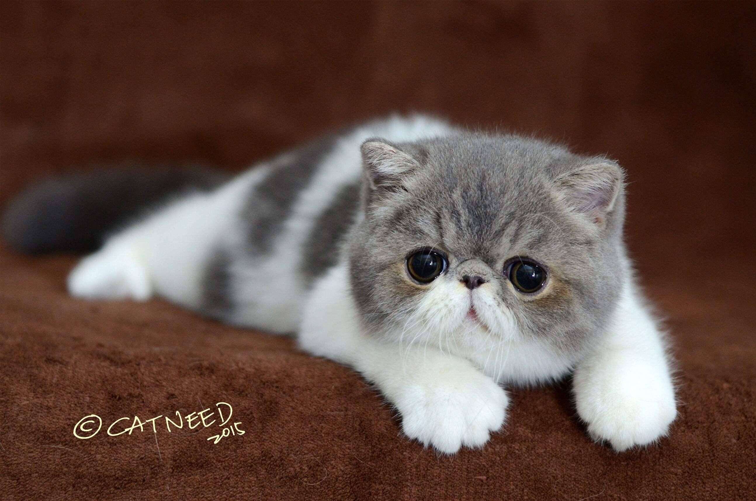 关于猫咪 - 知乎