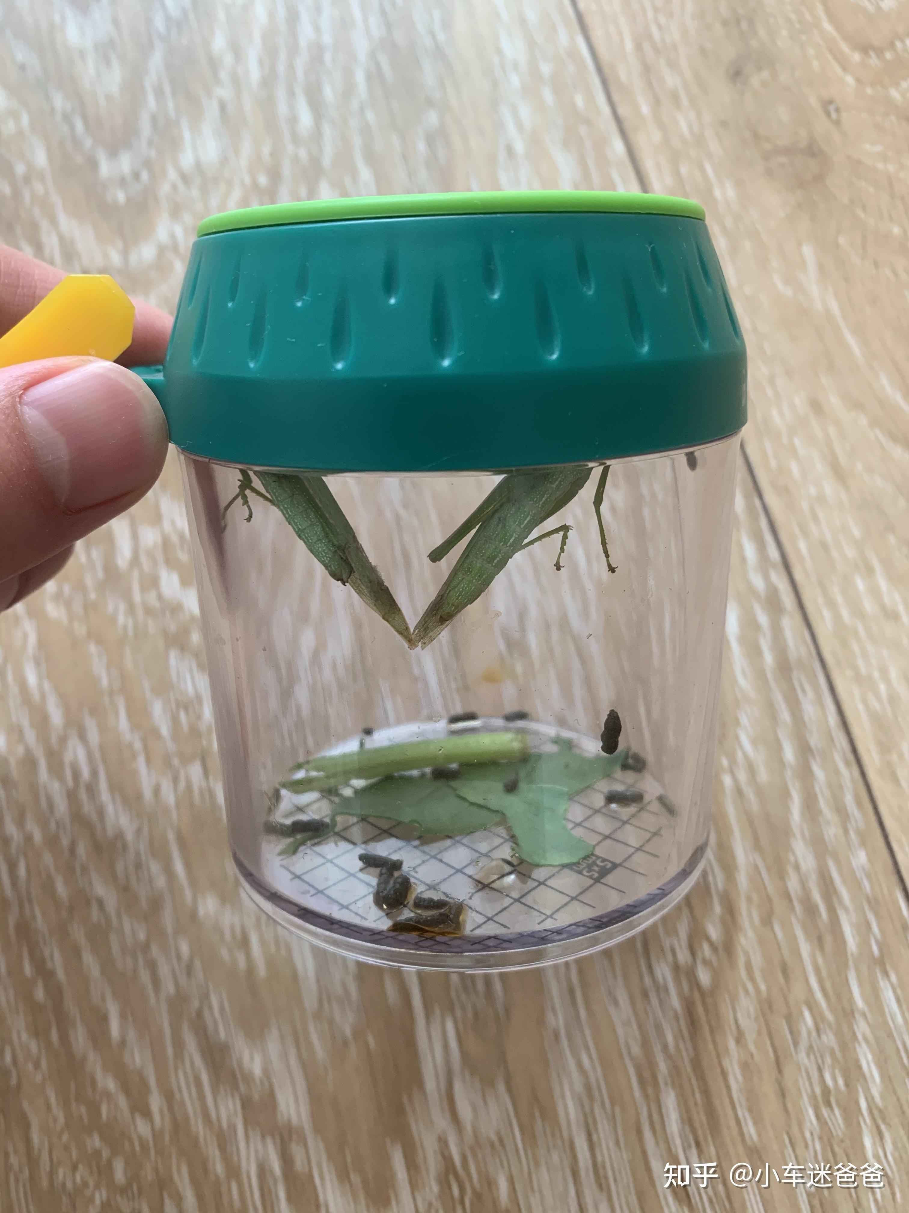 观察昆虫中华蚱蜢